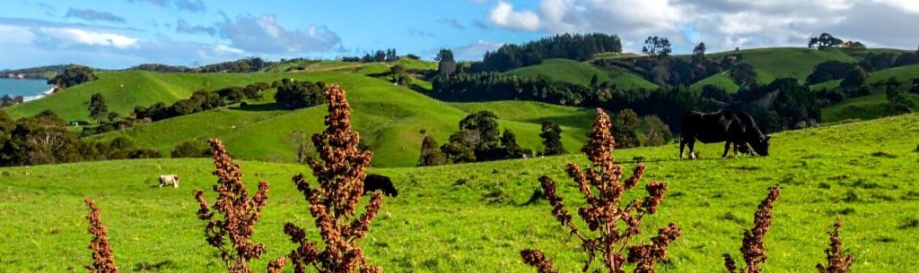 ChemShop livestock grazing near sprayed weeds safety guide