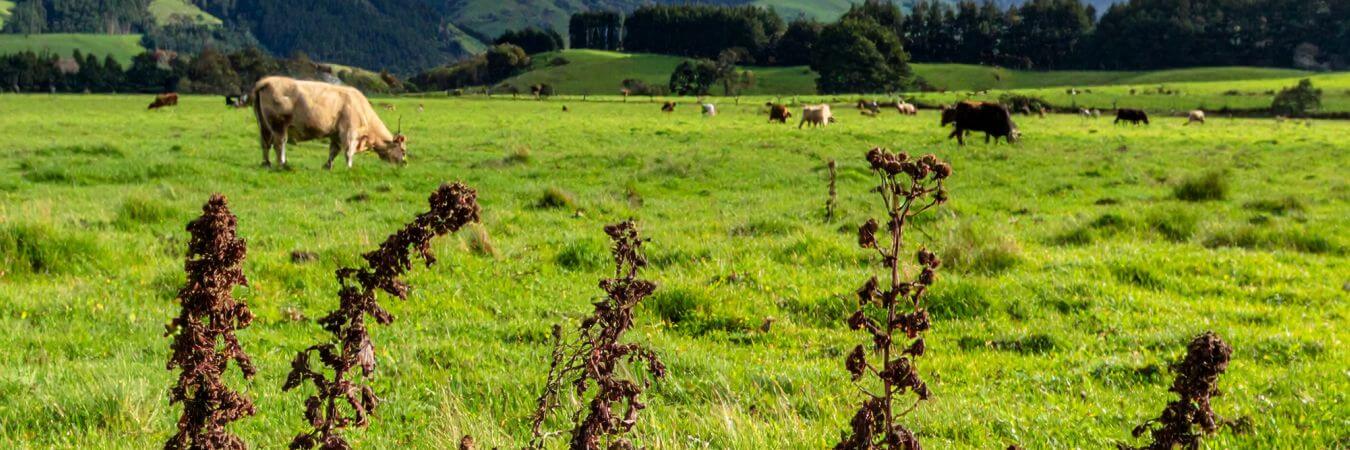 Grazing Safety: When Can Livestock Return After Weed Killing? 2 Wilting ragwort is poisonous to livestock after spraying